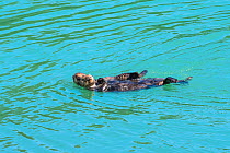 Northern sea otter (Enhydra lutris kenyoni), two rafting at sea. Southeast Alaska, USA. June.
