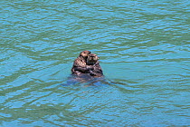 Northern sea otter (Enhydra lutris kenyoni), two holding on to each other in sea. Southeast Alaska, USA. June.