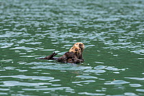 Northern sea otter (Enhydra lutris kenyoni), two floating on sea. Southeast Alaska, USA. June.