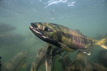 Chum salmon (Oncorhynchus keta). Southeast Alaska, USA. July.