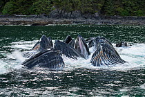 Humpback whale (Megaptera novaeangliae) group bubble-netting in coastal waters. Southeast Alaska, USA. June.