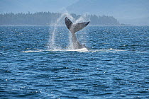 Humpback whale (Megaptera novaeangliae) fluke slapping in coastal waters. Southeast Alaska, USA. July.
