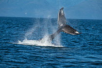 Humpback whale (Megaptera novaeangliae) fluke slapping. Southeast Alaska, USA. July.
