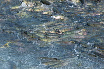 Mass of Chum salmon (Oncorhynchus keta), many spawning. Southeast Alaska, USA. July.
