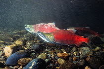 Sockeye salmon (Oncorhynchus nerka) three swimming above river bed to spawn. Southeast Alaska, USA. September.