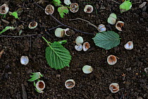 Hazel nut (Corylus avellana) cases on forest floor, broken by grey squirrel. Dorset, UK August.