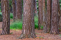 Scots pine tree (Pinus sylvestris) trunks. Arne, Dorset, UK September.