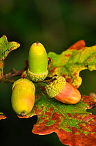 Ripening Oak (Quercus robur) acorns. Dorset, UK October 2010
