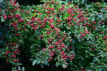Hawthorn (Crataegus monogyna) berries ripening on tree. Dorset, UK September 2016