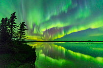 Aurora Borealis reflected in Polar Lake, conifers silhouetted at edge. Near Great Slave Lake, Northwest Territories, Canada. September 2018.
