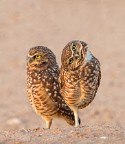 Two Burrowing owls (Athene cunicularia) One looking with interest at camera. Marana, Arizona, USA.