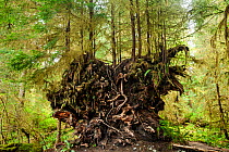 Young trees growing in the root ball of a fallen tree along the Spruce Loop, Hoh Rain Forest, Olympic National Park, Washington, USA, April.