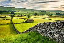 Dry-stone walls and barns in Wensleydale, Yorkshire Dales National Park, North Yorkshire, England, UK, June 2016.
