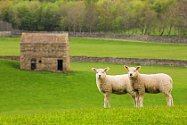 Two lambs in Wensleydale, Yorkshire Dales National Park, North Yorkshire, England, UK, May.. May 2015