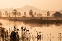 View towards Glastonbury Tor over reedbeds at dawn, Somerset, England.