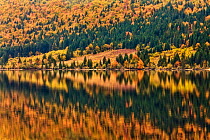 Autumn colours around Lake Bohinj in Autumn, Julian Alps, Slovenia. October 2010