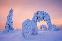 Trees bent in snow, Riisitunturi in winter, Kuusamo, Lapland, Finland. January 2016