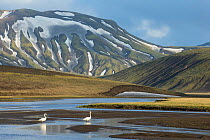 Whooper swan (Cygnus cygnus) in landscape of Landmannalaugar, Iceland, June.