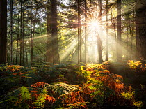 Sun shining through trees in Bolderwood, New Forest National Park, Hampshire, England, UK. October 2018