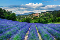 Lavender fields, Aurel, Provence, France. July 2014