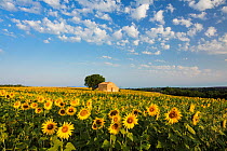 Field of sunflowers in bloom, Plateau de Valensole, Provence, France. July 2015