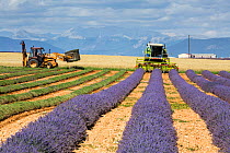 Lavender Harvest, Plateau de Valensole, Provence, France. July 2014