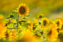 Sunflowers, Valensole Plateau, Provence, France. July 2014