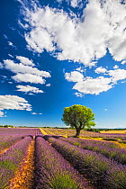 Lavender fields, Valensole Plataeu, Provence, France. July 2014