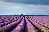 Lavender fields, Plateau de Valensole, Provence, France. July 2008