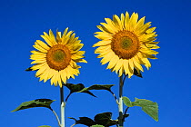 Cultivated sunflowers (Helianthus annuus) Provence, France. July 2008