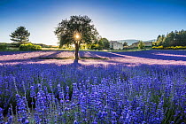 Lavender fields at sunset, Aurel, Provence, France, July 2016.