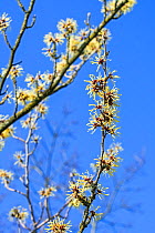Hybrid witch hazel (Hamamelis  intermedia) &#39;Pallida&#39;, deciduous shrub showing yellow flowers in winter / early spring, Belgium February