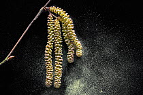 Common hazel (Corylus avellana) close up of male catkins dispersing pollen in early spring, Belgium, February