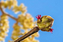 Common hazel (Corylus avellana) close up of female catkin concealed in bud with only the red styles visible against blue sky, Belgium, February