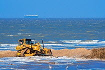 Bulldozer used for sand replenishment / beach nourishment to make wider beaches to reduce storm damage to coastal structures along the Belgian coast, Belgium, 2018