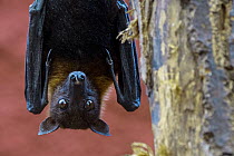 Lyle&#39;s flying fox (Pteropus lylei) male hanging upside down from hind feet in tree, captive, occurs in Cambodia, Thailand and Vietnam,