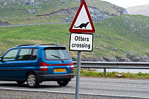 Eurasian otter / European otter (Lutra lutra) road warning sign for otters crossing street in coastal Scotland, Shetland, UK