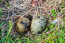 Arctic tern (Sterna paradisaea) typical clutch of two mottled and camouflaged eggs in nest, depression in the ground, Shetland, Scotland, May