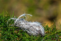 Close up of regurgitated pellet from great skua (Stercorarius skua) showing seabird prey remains like bones and feathers, Scotland, UK, May.