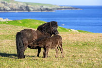 Black Shetland pony mare nursing foal in grassland along the coast on the Shetland Islands, Scotland, UK