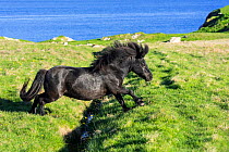 Black Shetland pony jumps over ditch in field along the coast on the Shetland Islands, Scotland, UK