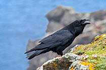 Common raven / northern raven (Corvus corax) calling from top of sea cliff along the coast, Scotland, UK, May