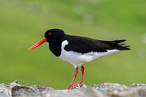 Common pied oystercatcher / Eurasian oystercatcher (Haematopus ostralegus) with blunt bill tip typical for mussel hammerers, Shetland Islands, Scotland, UK, May