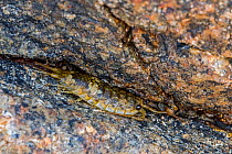 Common sea slater / sea roach (Ligia oceanica), littoral woodlousin rock crevice along rock pool on beach, Normandy, France. June