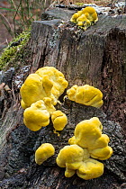 Chicken-of-the-woods (Laetiporus sulphureus) fungus in early stage growing on dead tree stump in summer, France, July