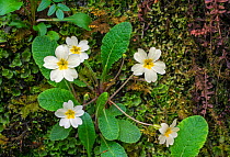 Common primrose / English primrose (Primula vulgaris) in flower on moss covered rock in spring, Scotland, UK, May
