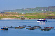 Ferry boat Linga sailing past sea cages / sea pens / fish cages from salmon farm in Laxo Voe, Vidlin on the Mainland, Shetland Islands, Scotland, UK, May 2018