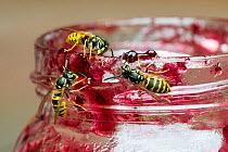 Three common wasps (Vespula vulgaris), eating from open jar of jam in summer