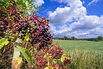 European elder / European elderberry (Sambucus nigra) showing drooping fruit clusters of black berries in summer, France.autumn