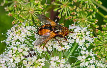Parasite fly / tachinid fly (Tachina fera) feeding on nectar from Hogweed (Heracleum sphondylium) in summer, France. August.